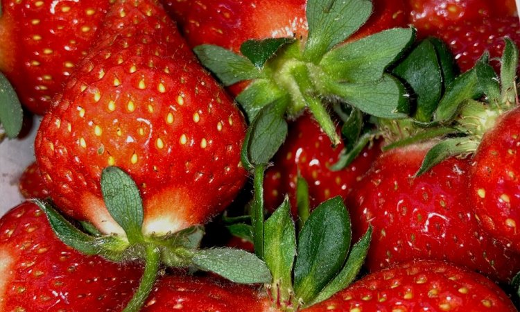 Vente et livraison de fraise sur Saint-Etienne