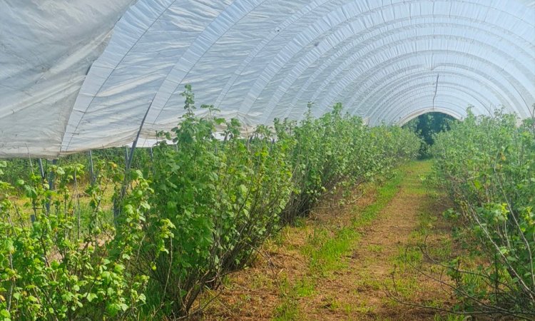 Vente et livraison de fruits rouges origine Haute-Loire sur Saint-Etienne