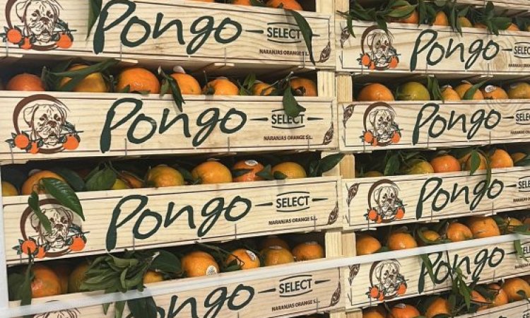 Vente et livraison de clémentines feuilles origine Portugal dans la Loire et régions limitrophes