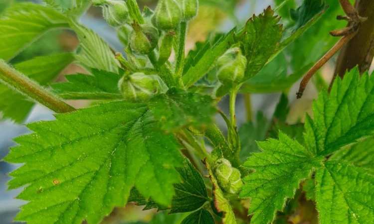 Vente et livraison de fruits rouges origine Haute-Loire sur Saint-Etienne