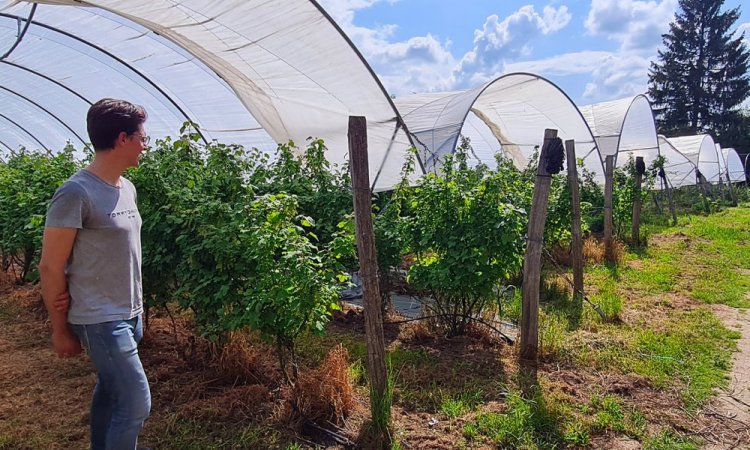 Vente et livraison de fruits rouges origine Haute-Loire sur Saint-Etienne