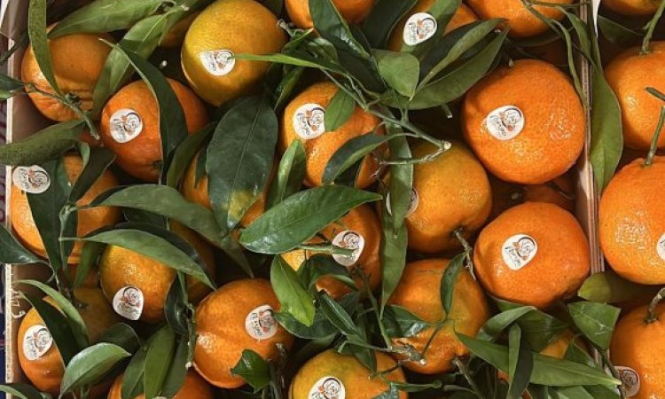 Vente et livraison de clémentines feuilles origine Portugal dans la Loire et régions limitrophes