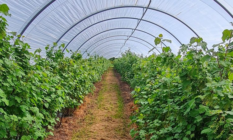 Vente et livraison de fruits rouges origine Haute-Loire sur Saint-Etienne