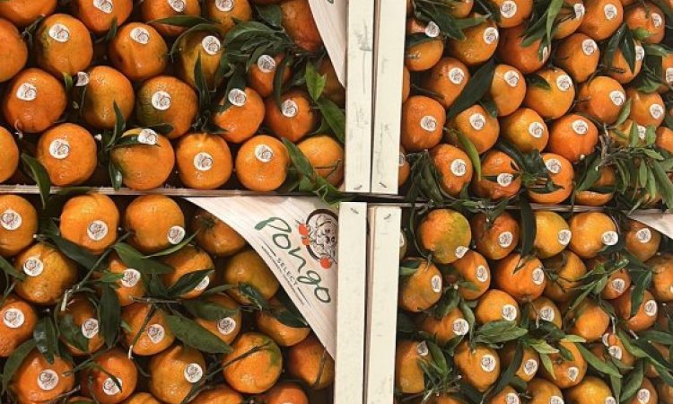 Vente et livraison de clémentines feuilles origine Portugal dans la Loire et régions limitrophes