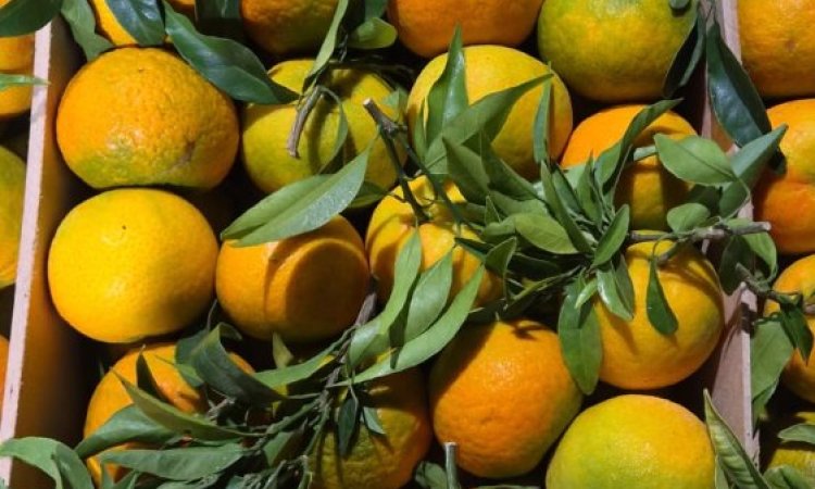 Vente et livraison de clémentines feuilles du Portugal à Saint-Étienne et dans la Loire