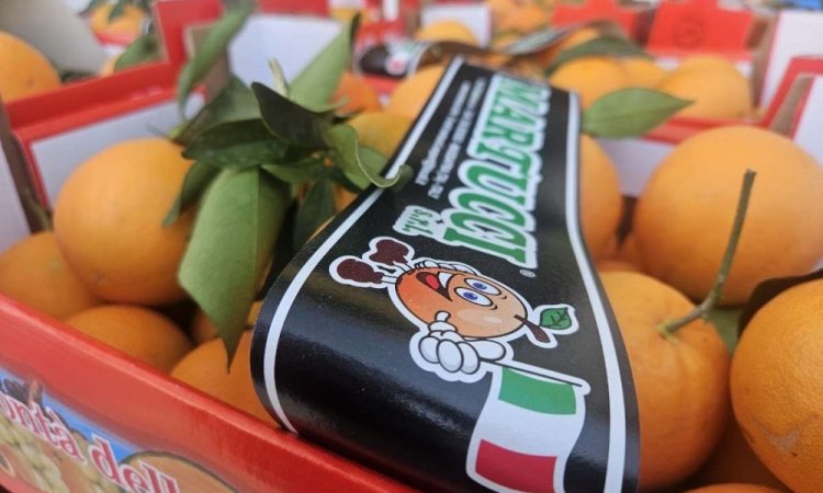 Vente et livraison oranges et clémentines feuilles origine Italie sur Saint-Etienne et alentours