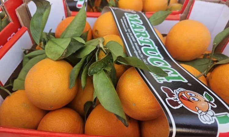 Vente et livraison oranges et clémentines feuilles origine Italie sur Saint-Etienne et alentours