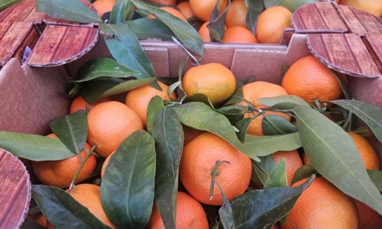 Vente et livraison oranges et clémentines feuilles origine Italie sur Saint-Etienne et alentours