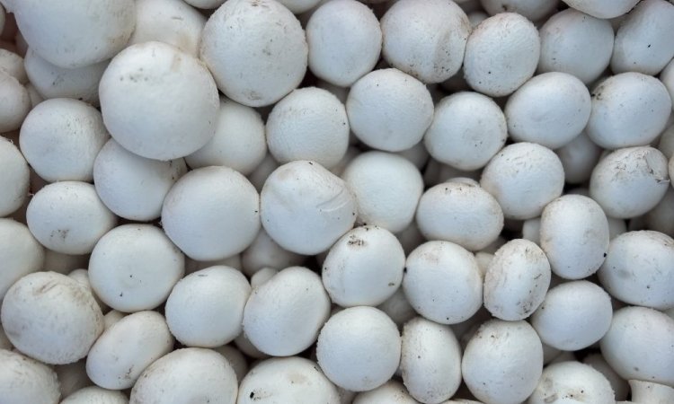 Nouveauté vente et livraison champignons de Paris blanc origine France