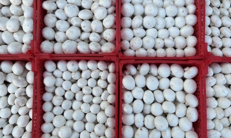 Nouveauté vente et livraison champignons de Paris blanc origine France