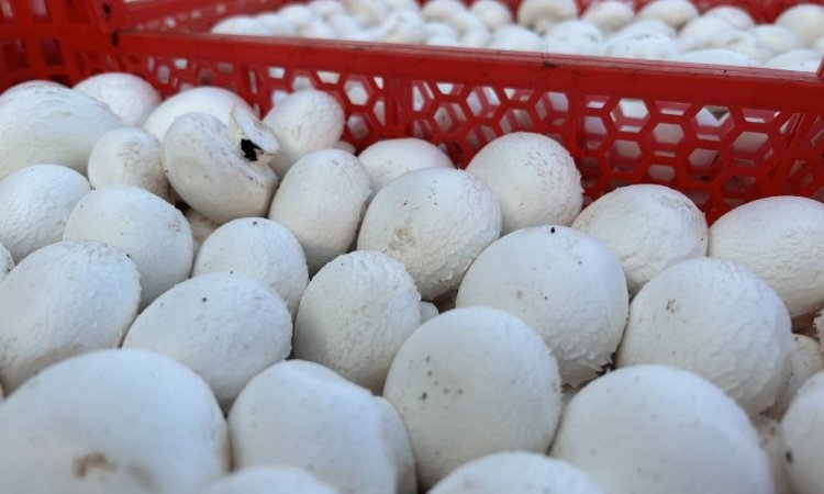 Nouveauté vente et livraison champignons de Paris blanc origine France