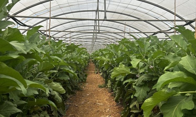 Vente livraison aubergine France dans la Loire