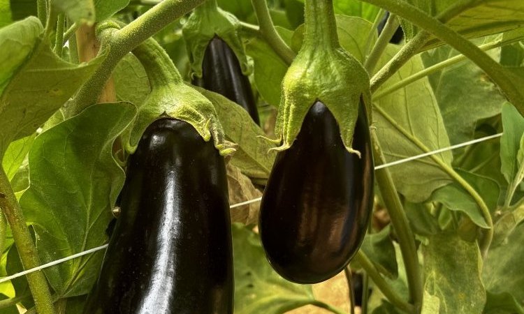 Vente livraison aubergine France dans la Loire