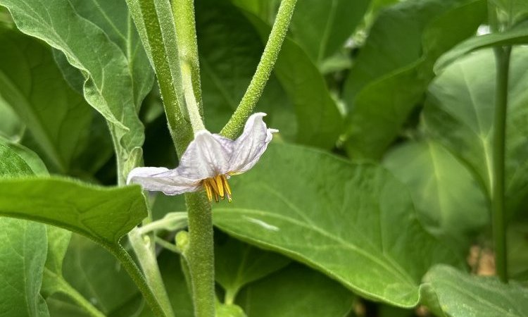 Vente livraison aubergine France dans la Loire