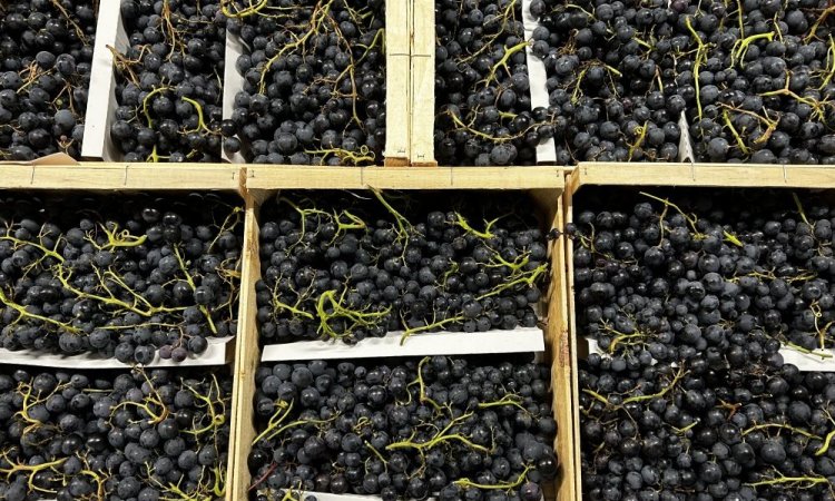 Livraison commande de raisin dans la Loire 
