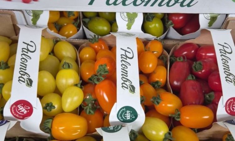 Vendre et livrer des tomates cerises multicolores origine Italie dans la Loire