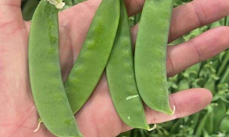 Vente et livraison de produits de printemps à Saint-Étienne : fraises, tomates, asperges et petits pois