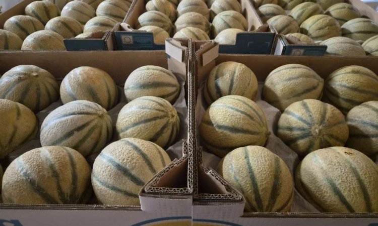 Vente et livraison de prunes et melons à Saint-Étienne : les fruits de saison du mois d'aoû