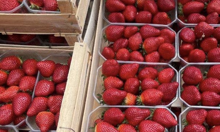 Vente et livraison de fraises sur Saint-Etienne
