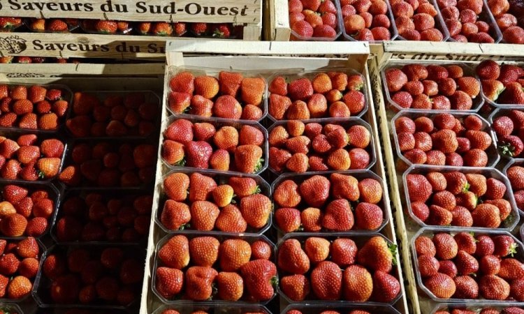 Vente et livraison de fraises sur Saint-Etienne