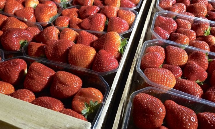 Vente et livraison de fraises sur Saint-Etienne