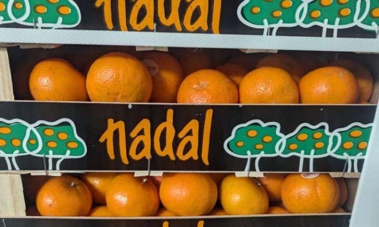 Vente et livraison de mandarine Orri Espagne dans la Loire