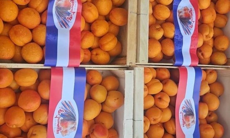 Vente et livraison d'abricots français dans la Loire.