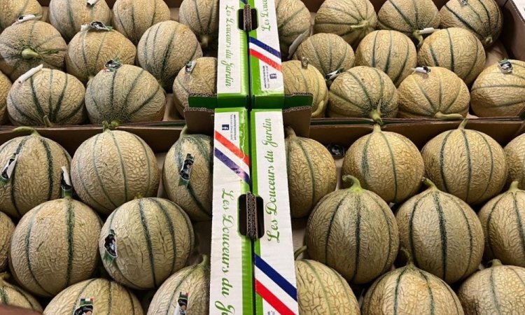 Vente et livraison de melon sur Saint-Etienne