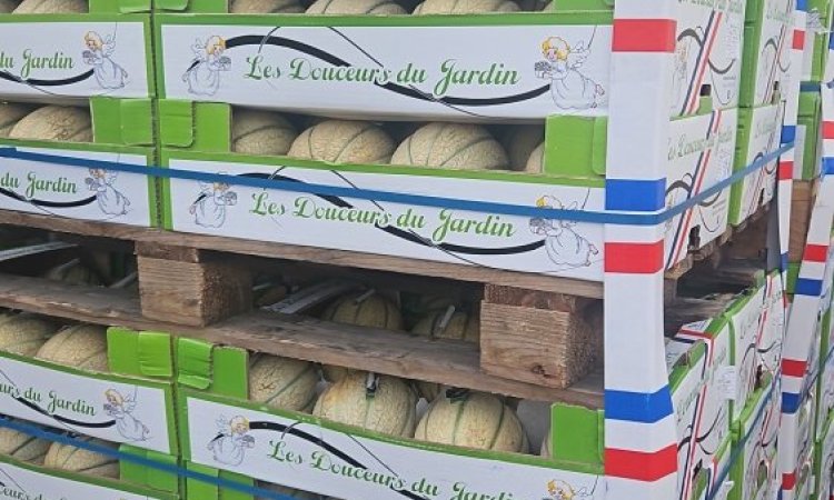 Vente et livraison de melon sur Saint-Etienne