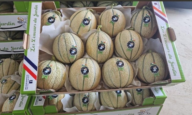 Vente et livraison de melon sur Saint-Etienne