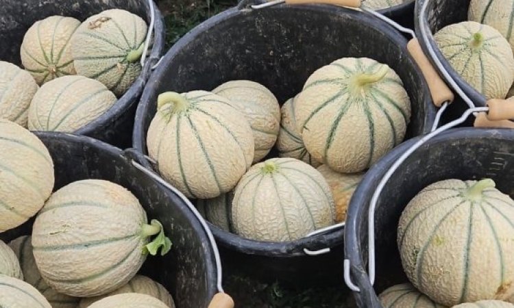 Vente et livraison de melon sur Saint-Etienne