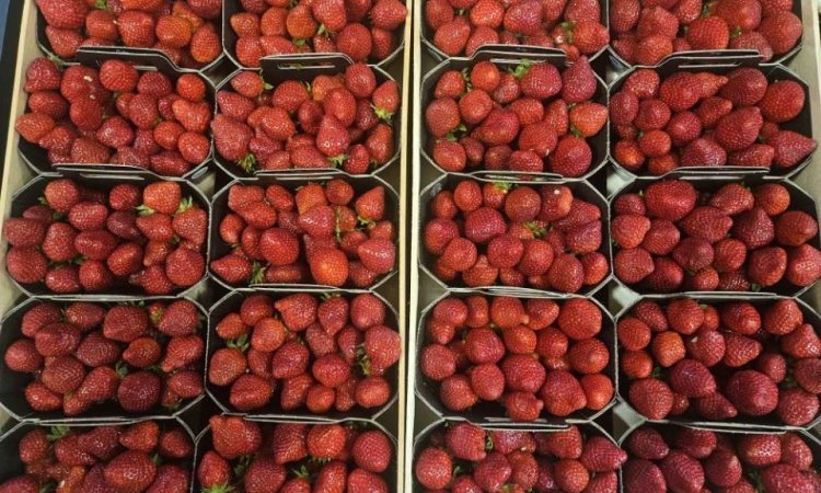Vente et livraison de fruits rouges d'exception dans la Loire 42