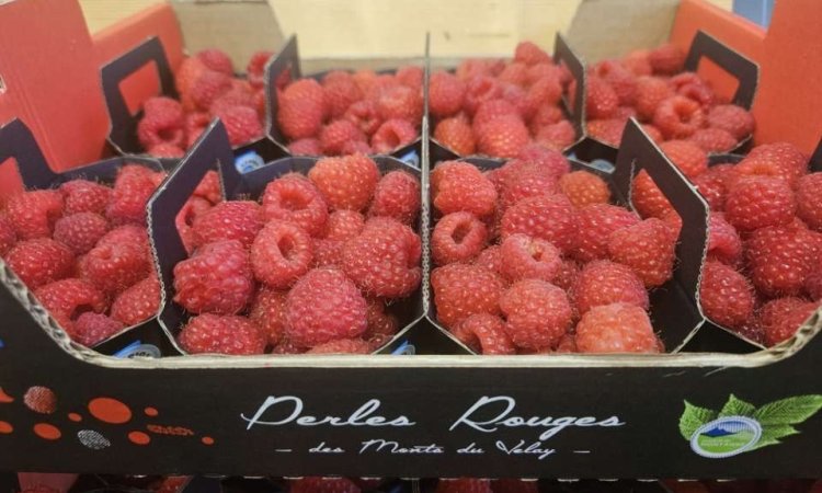 Vente et livraison de fruits rouges d'exception dans la Loire 42
