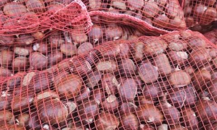 Vente achat livraison fruits et légumes saison hivernale secteur Saint-Etienne