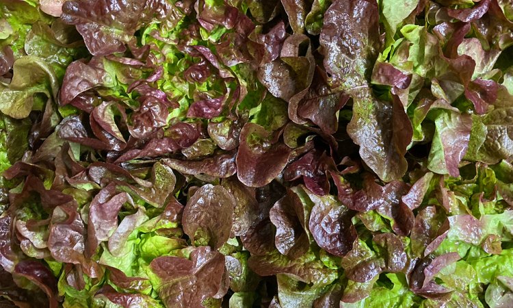 Vente livraison achat salade locale dans la Loire