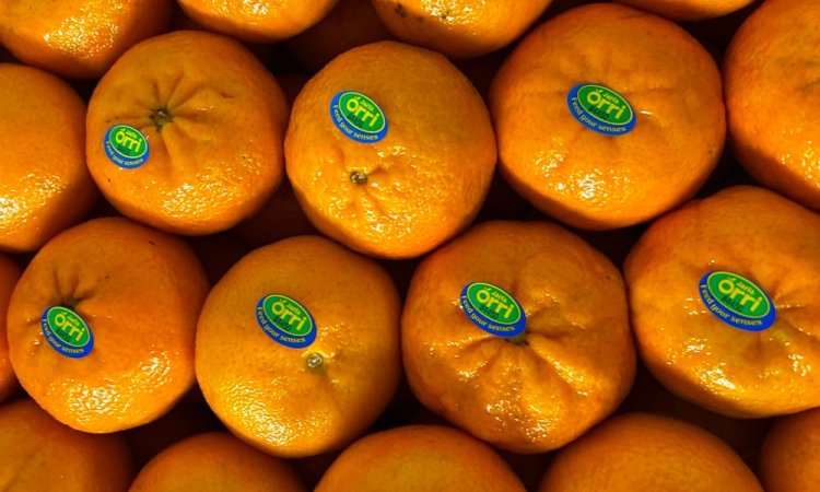 Vente et livraison professionnel mandarine sur Saint-Etienne