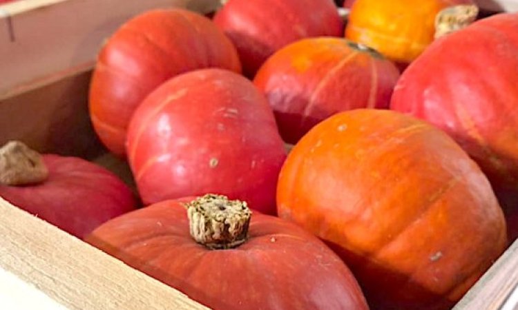 Vente et livraison de courges et légumes racines à Saint-Étienne : la saison d’automne est lancée