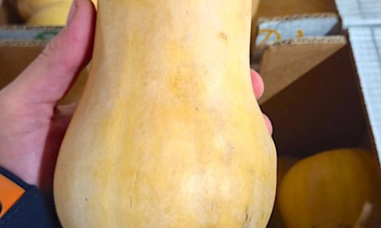 Vente et livraison de courges et légumes racines à Saint-Étienne : la saison d’automne est lancée