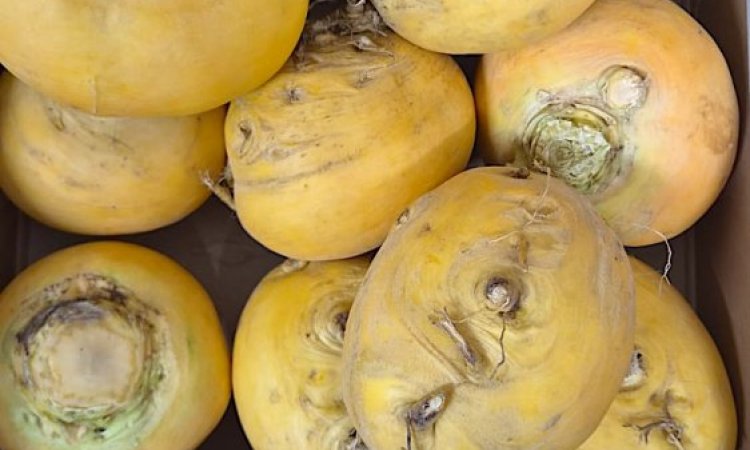 Vente et livraison de courges et légumes racines à Saint-Étienne : la saison d’automne est lancée