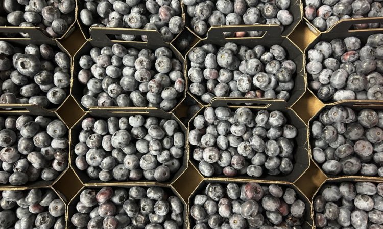 Achat vente et livraison de fruits rouges origine Haute-Loire sur Saint-Etienne