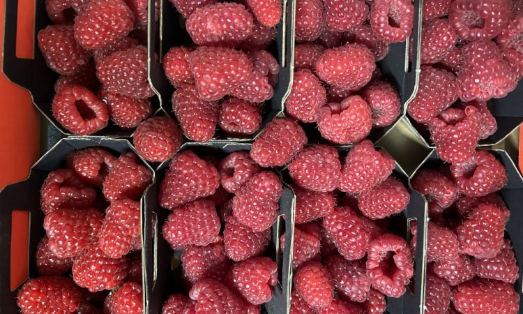 Achat vente et livraison de fruits rouges origine Haute-Loire sur Saint-Etienne