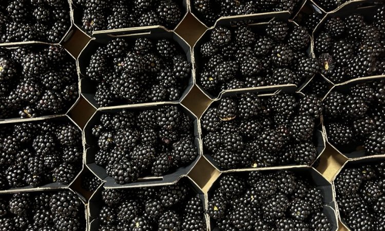 Achat vente et livraison de fruits rouges origine Haute-Loire sur Saint-Etienne