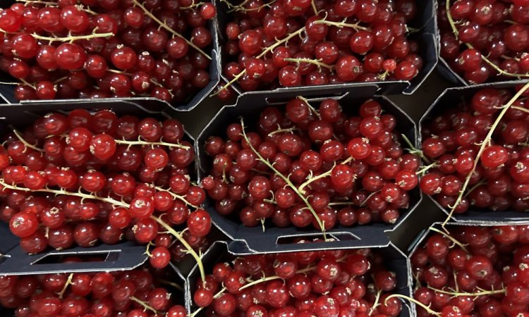 Achat vente et livraison de fruits rouges origine Haute-Loire sur Saint-Etienne