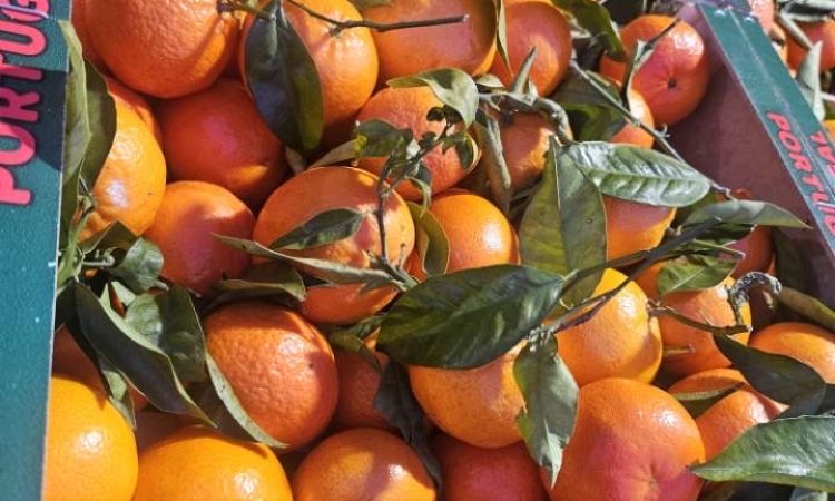 Vente et livraison d'agrumes d'origine Italie et Portugal sur Saint-Étienne