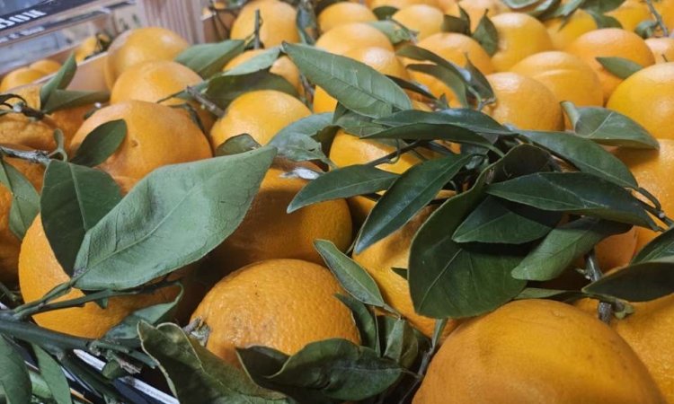 Vente et livraison d'agrumes d'origine Italie et Portugal sur Saint-Étienne