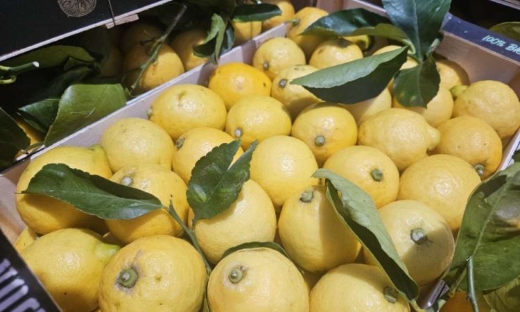 Vente et livraison d'agrumes d'origine Italie et Portugal sur Saint-Étienne