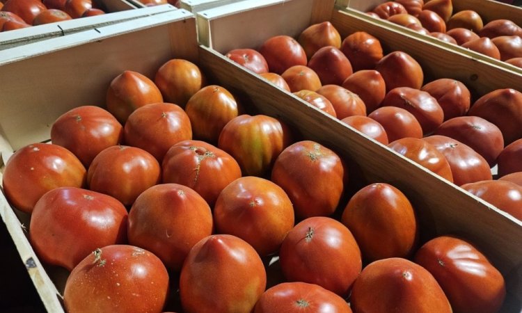 Vente et livraison pour les professionnels : Nos variétés de tomates