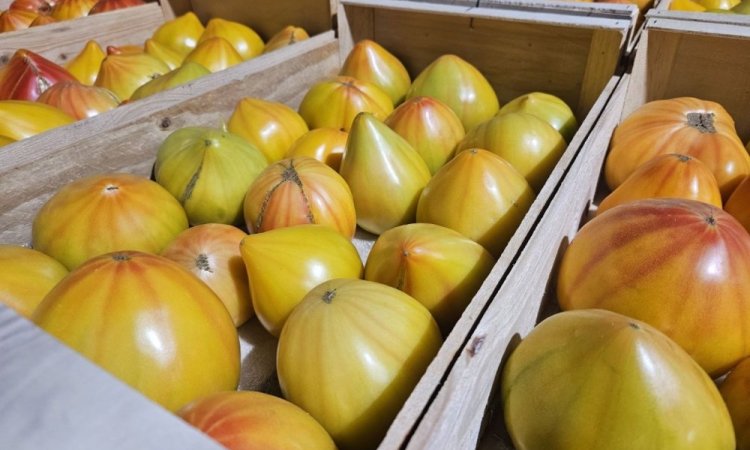 Vente et livraison pour les professionnels : Nos variétés de tomates
