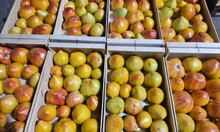 Vente et livraison pour les professionnels : Nos variétés de tomates