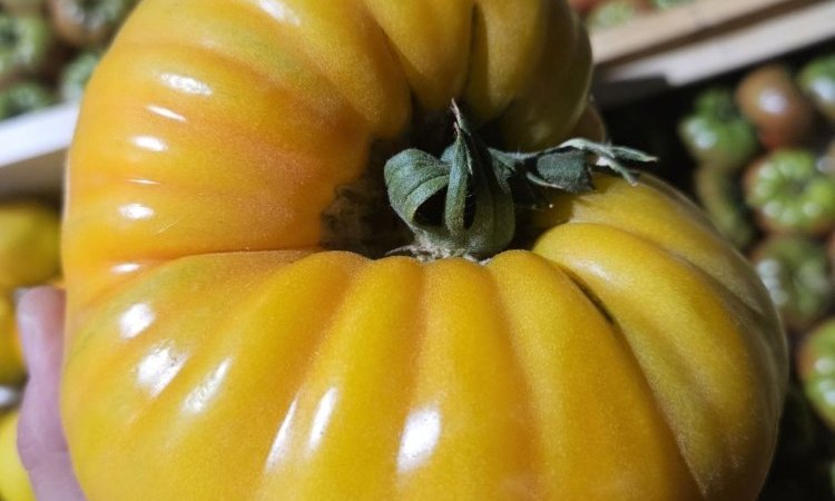 Vente et livraison pour les professionnels : Nos variétés de tomates